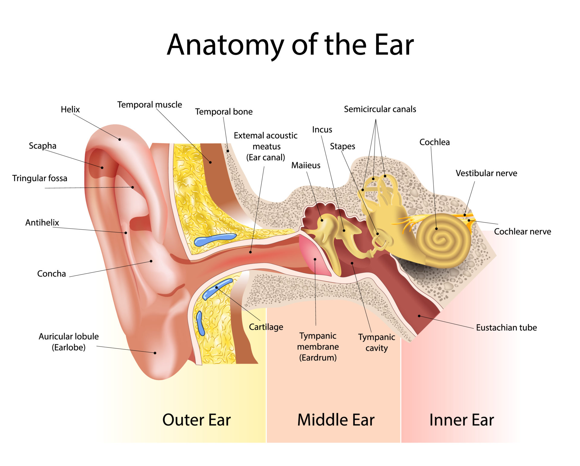 About Your Hearing